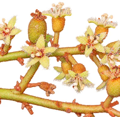 Holigarna arnottiana flower