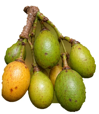 Holigarna arnottiana fruit / seeds