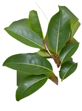 Holigarna arnottiana leaves