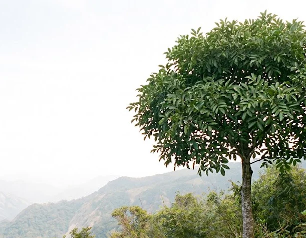 Black Varnish Tree