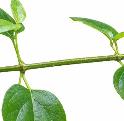Holmskioldia sanguinea bark
