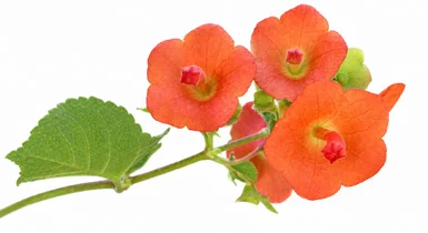 Holmskioldia sanguinea flower