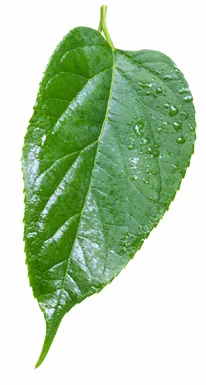 Holmskioldia sanguinea leaves