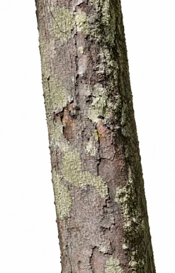 Hopea indica bark