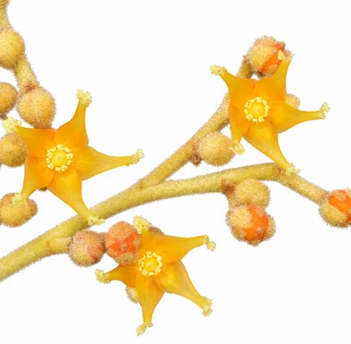 Hopea indica flower