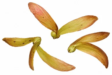 Hopea indica fruit / seeds