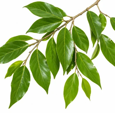 Hopea indica leaves