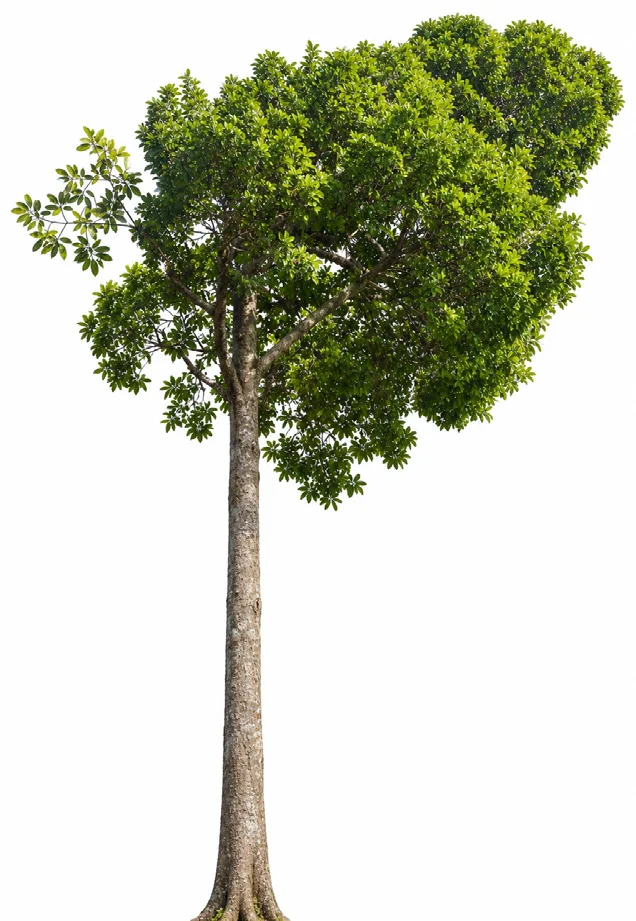 Iron wood of Malabar
