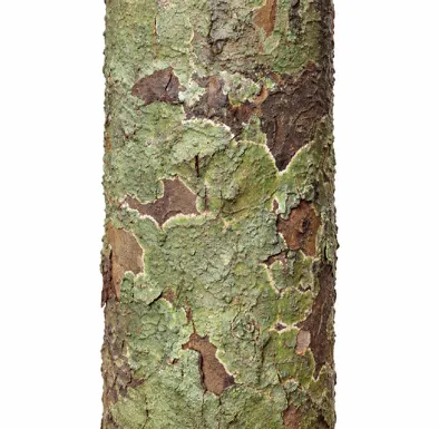 Hopea racophloea bark