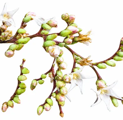 Hopea racophloea flower