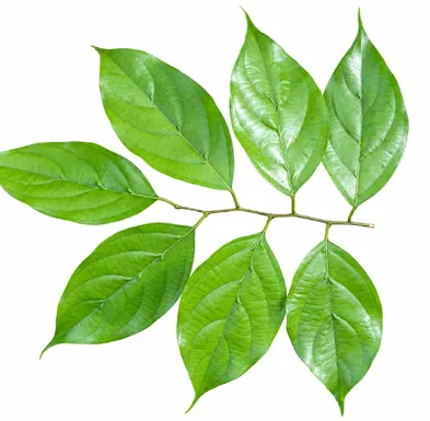 Hopea racophloea leaves
