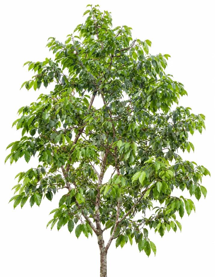 Indian Hopea