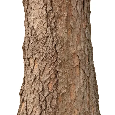 Hydnocarpus pentandrus bark