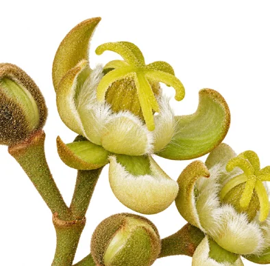 Hydnocarpus pentandrus flower