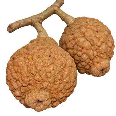 Hydnocarpus pentandrus fruit / seeds