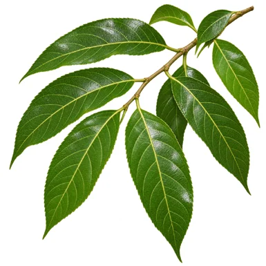 Hydnocarpus pentandrus leaves