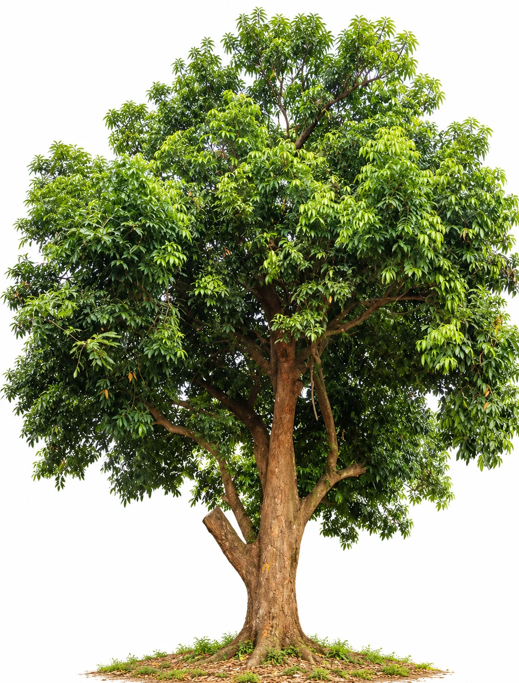 Jangli Almond