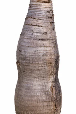 Hyophorbe lagenicaulis bark