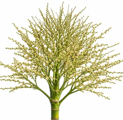 Hyophorbe lagenicaulis flower
