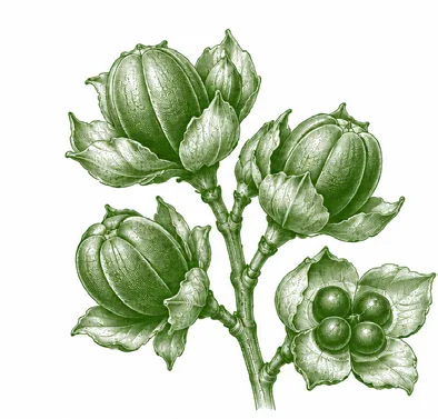 Hyophorbe lagenicaulis fruit / seeds