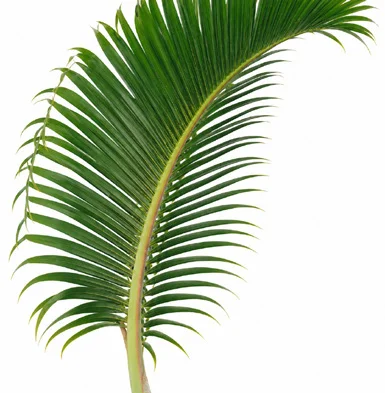 Hyophorbe lagenicaulis leaves