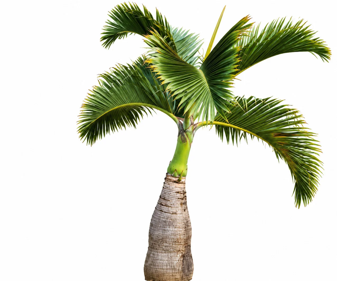 Bottle Palm