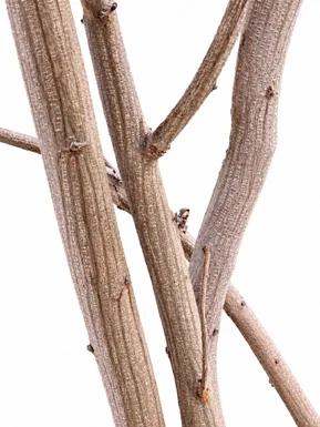 Indigofera tinctoria bark