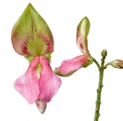 Indigofera tinctoria flower