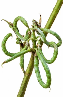 Indigofera tinctoria fruit / seeds