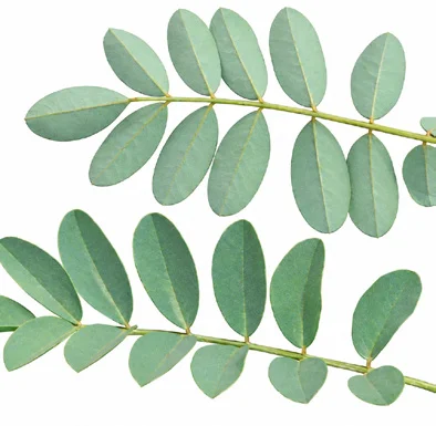 Indigofera tinctoria leaves