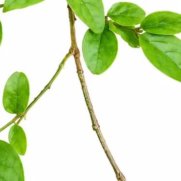 Jasminum auriculatum bark