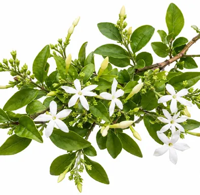 Jasminum auriculatum flower