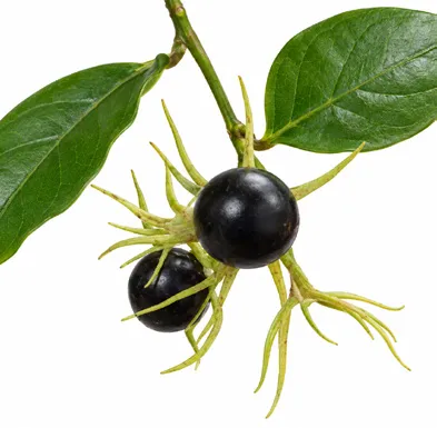Jasminum auriculatum fruit / seeds
