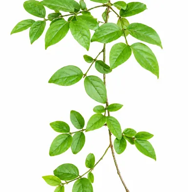 Jasminum auriculatum leaves