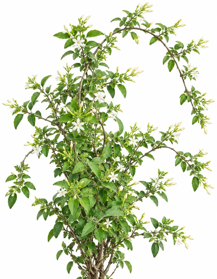 Needle-flower jasmine