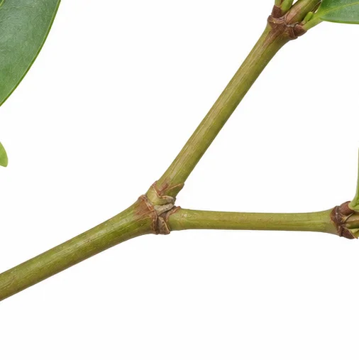 Jasminum cuspidatum bark