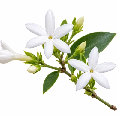 Jasminum cuspidatum flower