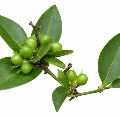 Jasminum cuspidatum fruit / seeds