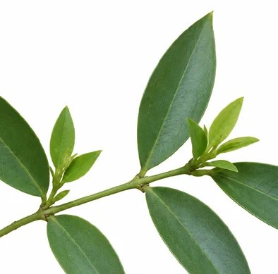 Jasminum cuspidatum leaves