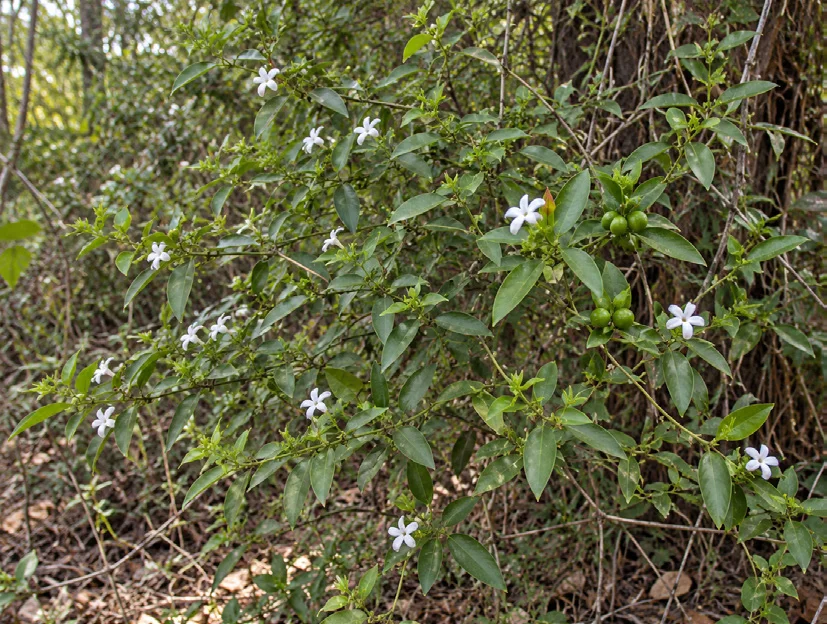 Pointed-Leaf Jasmine
