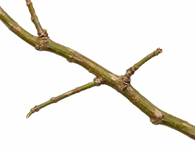 Jasminum malabaricum bark