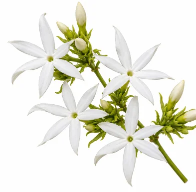Jasminum malabaricum flower