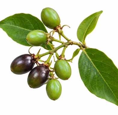 Jasminum malabaricum fruit / seeds