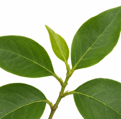 Jasminum malabaricum leaves