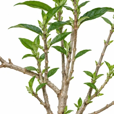 Justicia adhatoda bark