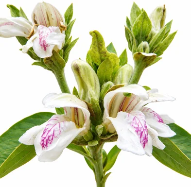 Justicia adhatoda flower