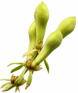 Justicia adhatoda fruit / seeds