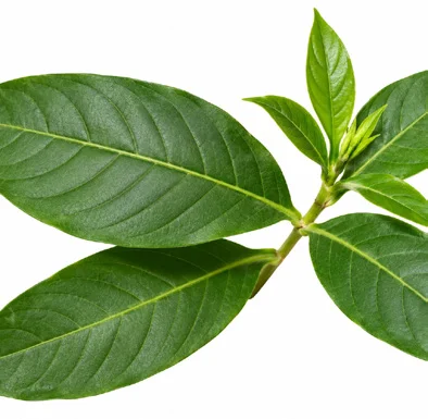 Justicia adhatoda leaves