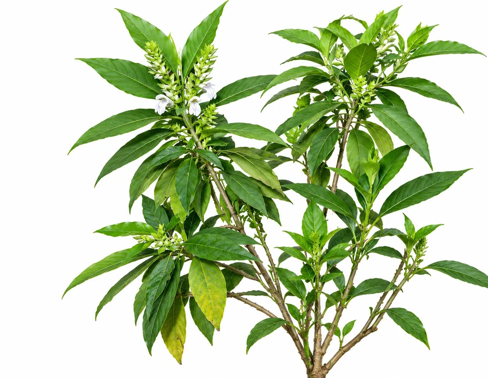 Malabar Nut