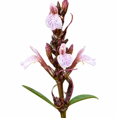 Justicia gendarussa flower